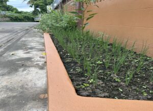 วิธีปลูกหอมแบ่งด้วยเมล็ด