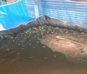 การเลี้ยงกบ