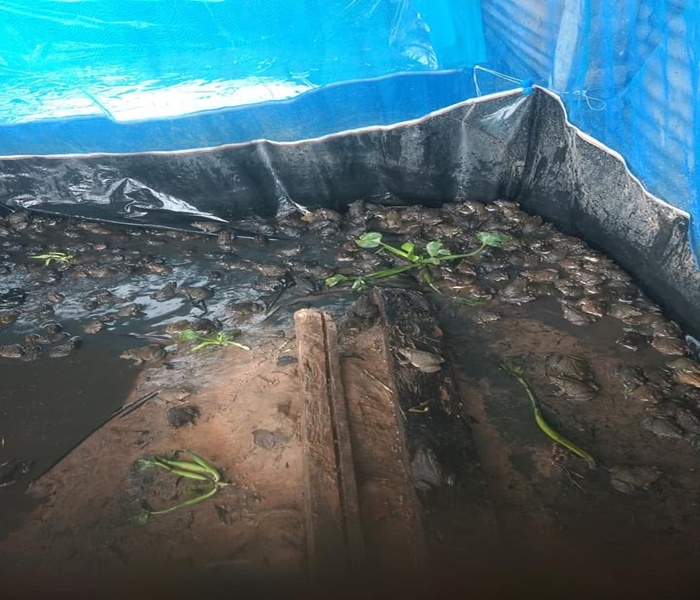 การเลี้ยงกบ