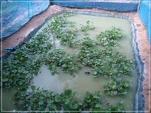 การเลี้ยงกบ