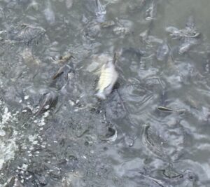 การเลี้ยงปลานิล