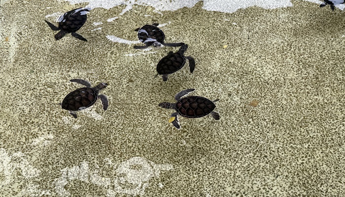 เต่าตนุ