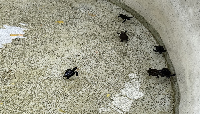 เต่าตนุ