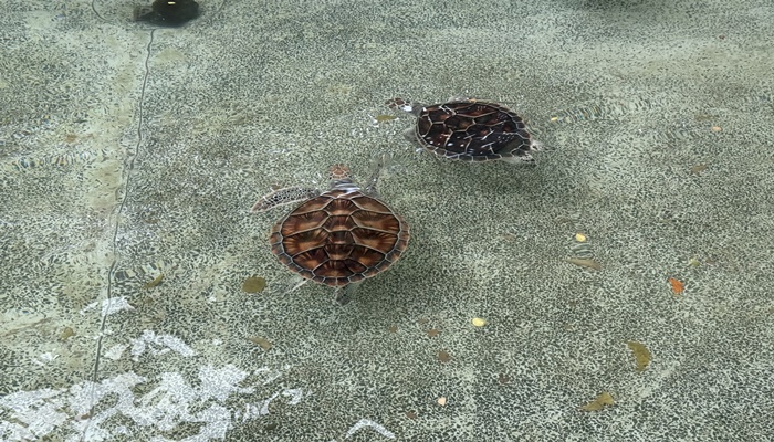 เต่าตนุ